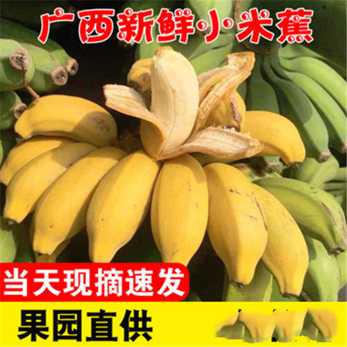 小米蕉新鲜5斤