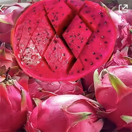 红心火龙果